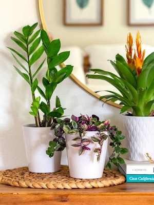 Various indoor plants in stylish pots, enhancing home decor with vibrant greenery.