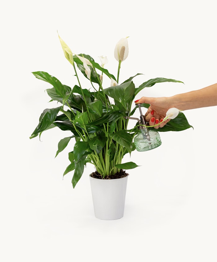 A vibrant peace lily plant being gently misted with water for healthy growth.