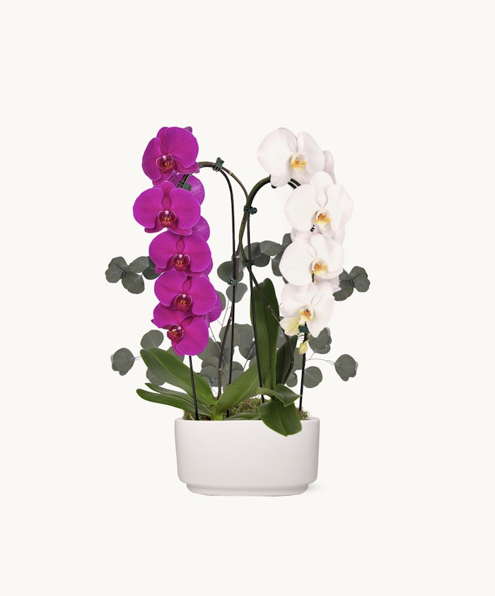 Elegant orchid arrangement featuring vibrant purple and white blooms in a sleek white pot.