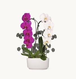 Elegant orchid arrangement featuring vibrant purple and white blooms in a sleek white pot.