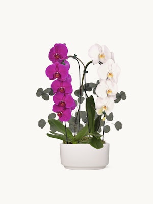 Elegant orchid arrangement featuring vibrant purple and white blooms in a sleek white pot.