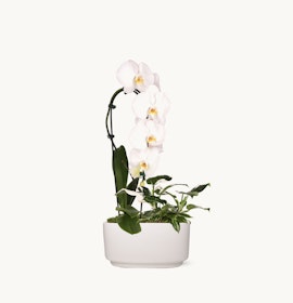 Elegant white orchids gracefully displayed in a modern white pot, enhancing contemporary decor.