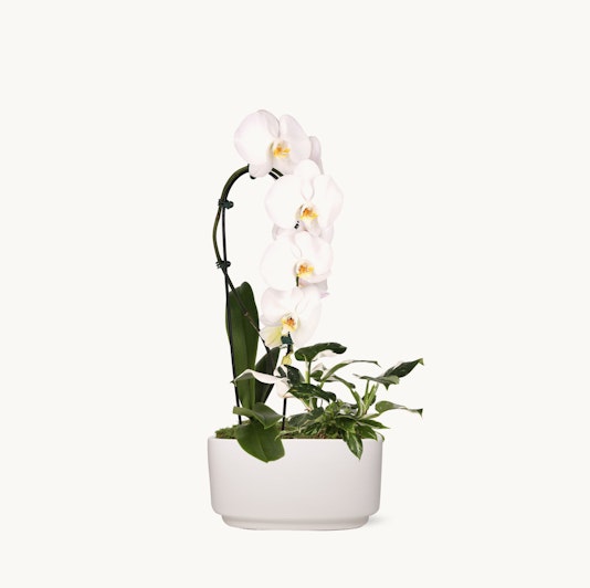 Elegant white orchids gracefully displayed in a modern white pot, enhancing contemporary decor.