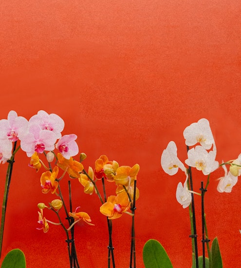 Vibrant orchids in shades of pink, orange, and white against a striking orange backdrop.