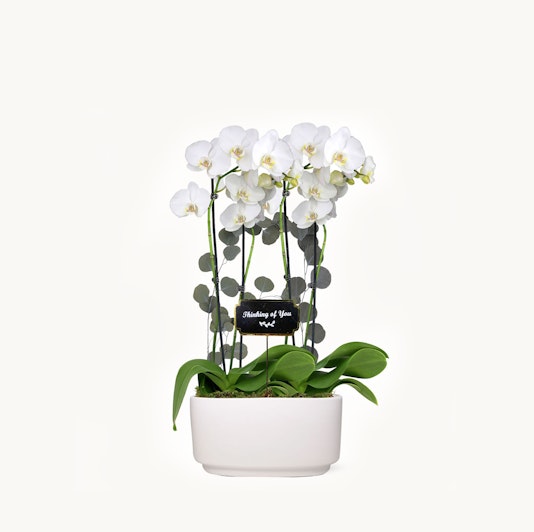 Elegant white orchids in a modern pot, perfect for expressing sympathy or gratitude.