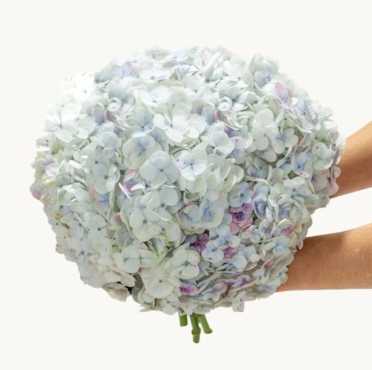 A delicate bouquet of pale blue and white hydrangeas, perfect for elegant celebrations.
