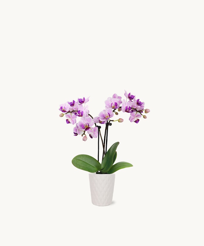 Elegant purple orchids in a white textured pot, perfect for home decor and gifting.