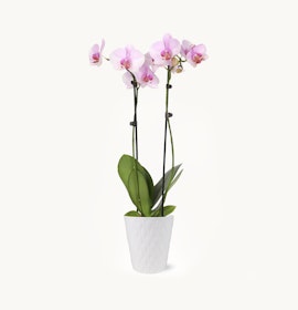 Elegant pink orchids in a white textured pot, ideal for brightening any space.