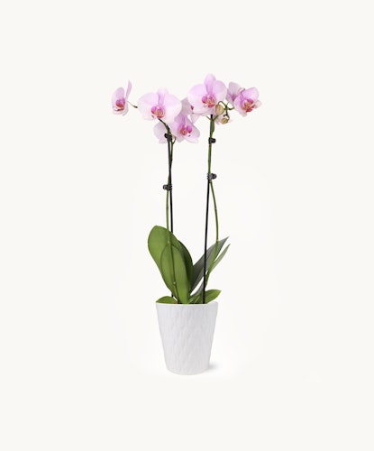 Elegant pink orchids in a white textured pot, ideal for brightening any space.