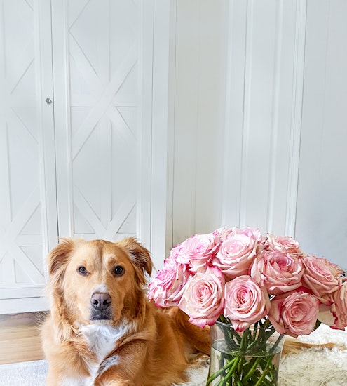 A golden retriever sits beside a beautiful vase of pink roses, creating a heartwarming scene.