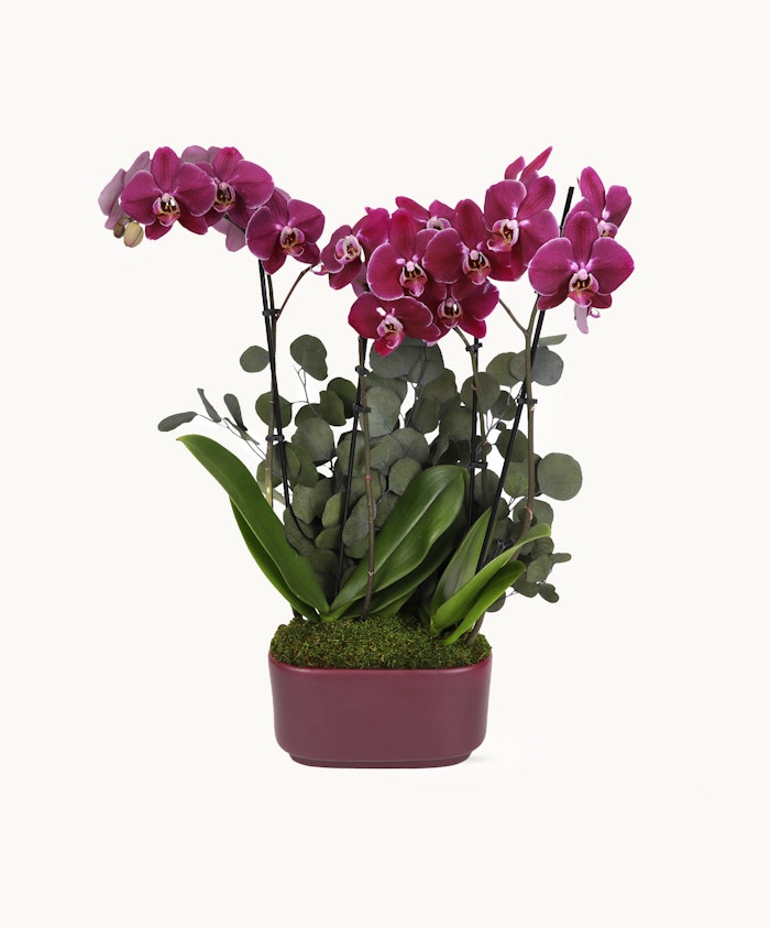 Vibrant purple orchids paired with lush greenery in an elegant planter, ideal for home decor.