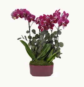 Vibrant purple orchids paired with lush greenery in an elegant planter, ideal for home decor.