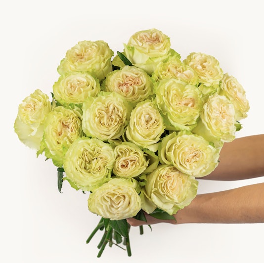 A stunning bouquet of creamy white roses with soft green accents, perfect for elegant events.