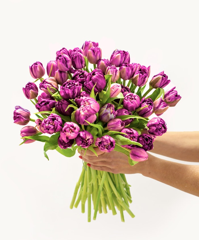 Vibrant bouquet of purple tulips, elegantly held, perfect for celebrations and gifts.