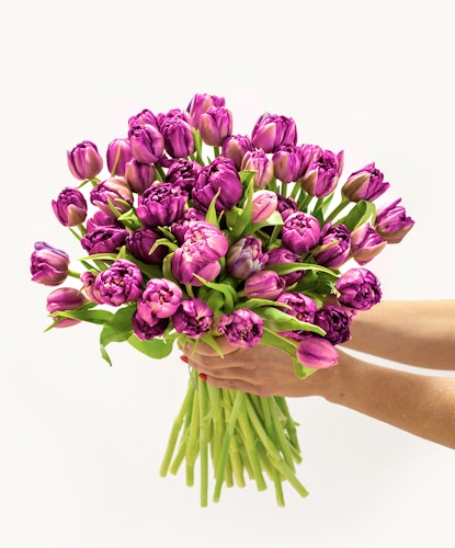 Vibrant bouquet of purple tulips, elegantly held, perfect for celebrations and gifts.