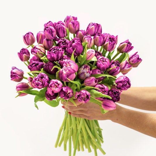 Vibrant bouquet of purple tulips, elegantly held, perfect for celebrations and gifts.