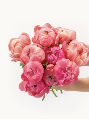 Vibrant bouquet of pink peonies held in a hand, showcasing soft blooms and lush petals.