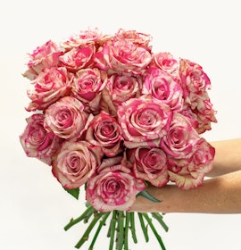 Elegant bouquet of bi-colored pink and cream roses, perfect for gifting and celebrations.